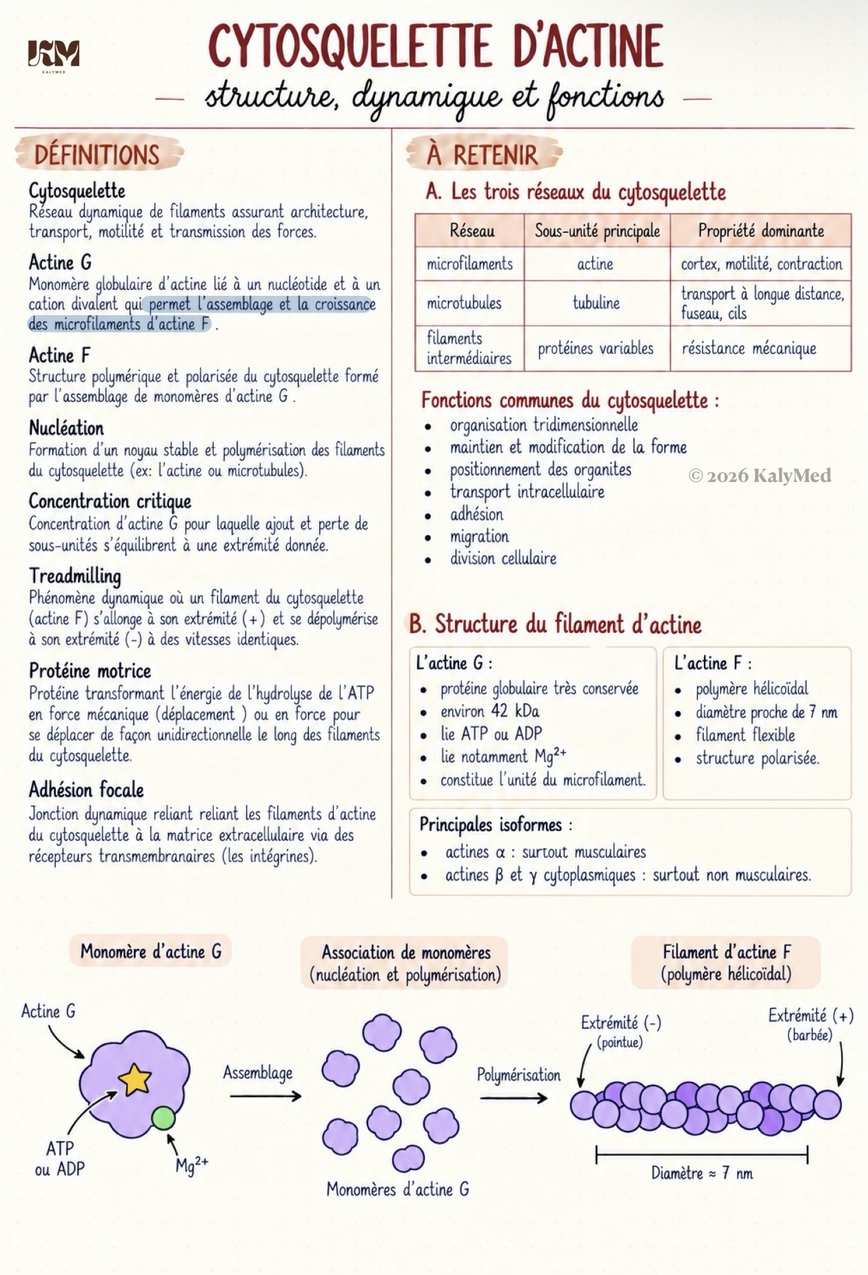 Première page — Cytosquelette d’actine