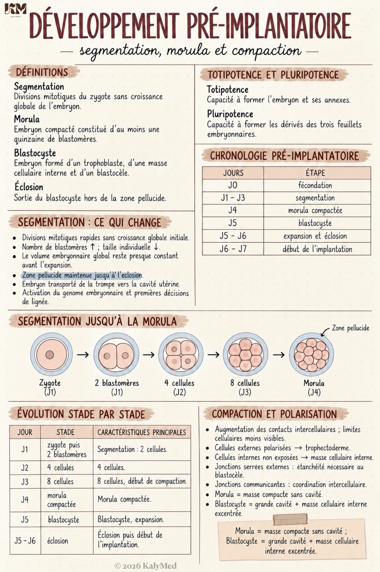 Première page — Développement pré-implantatoire et cellules souches