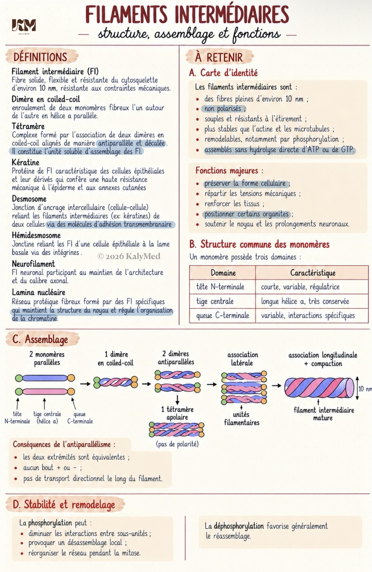 Première page — Filaments intermédiaires