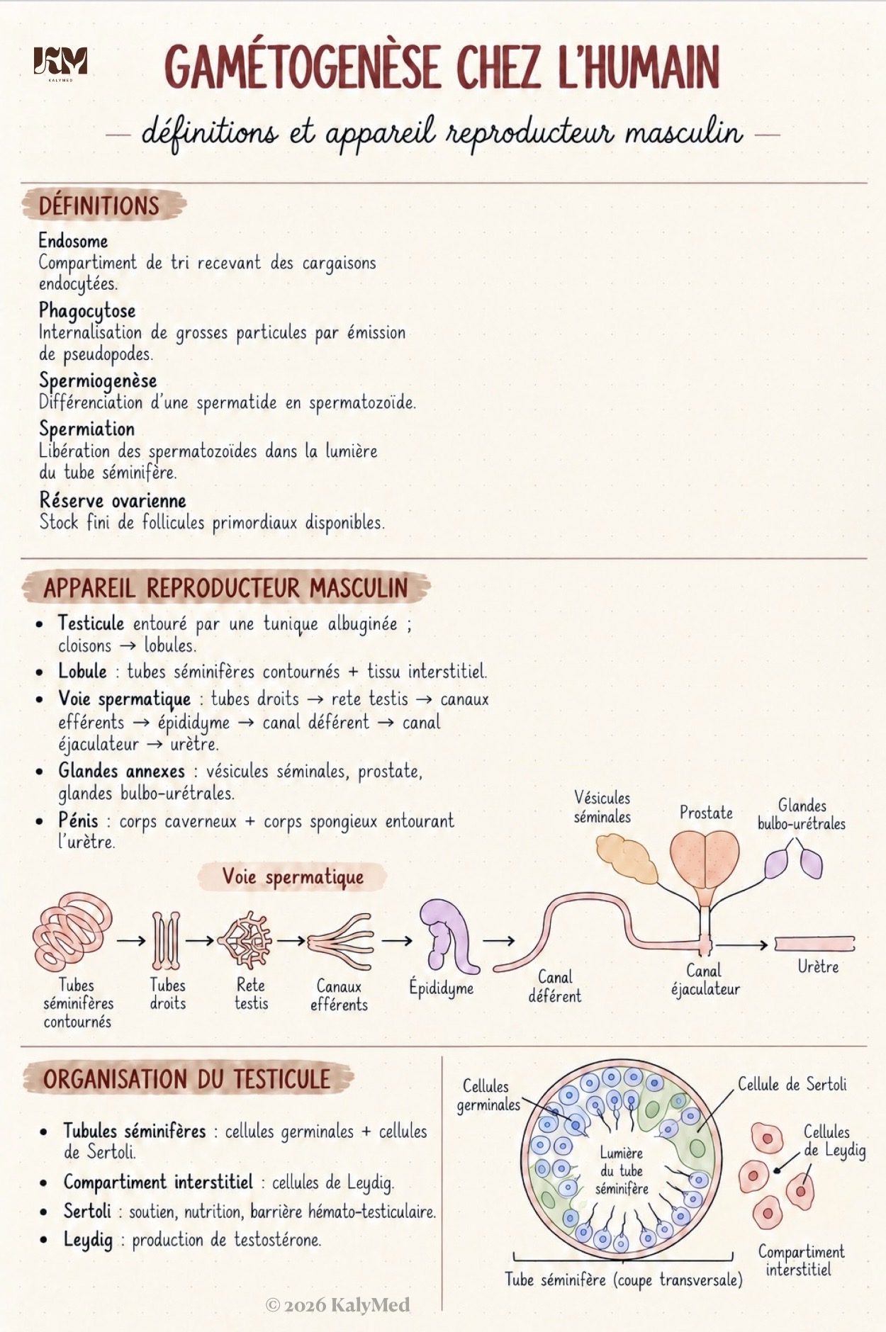 Première page — Gamétogenèse chez l’humain