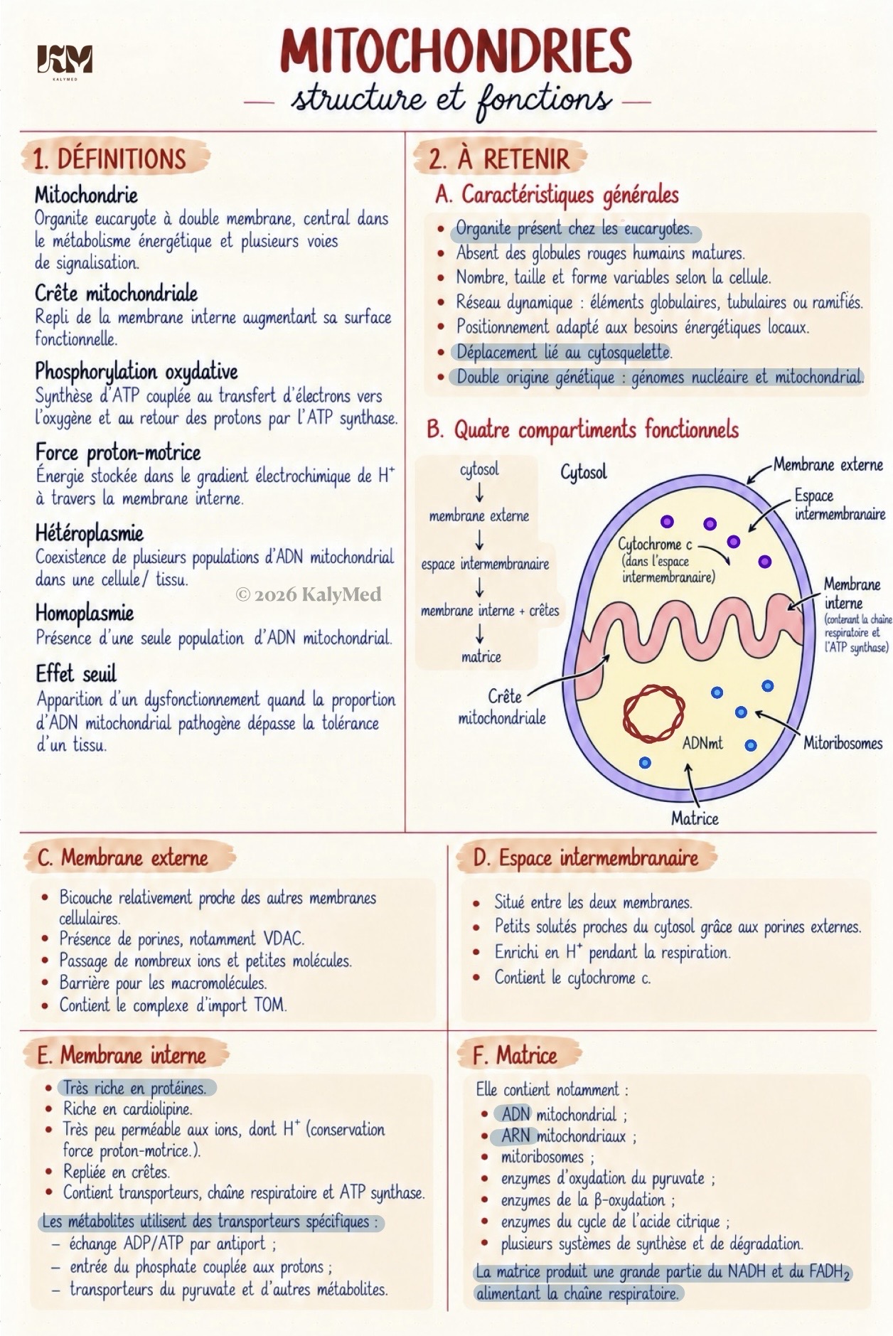 Première page — Mitochondries