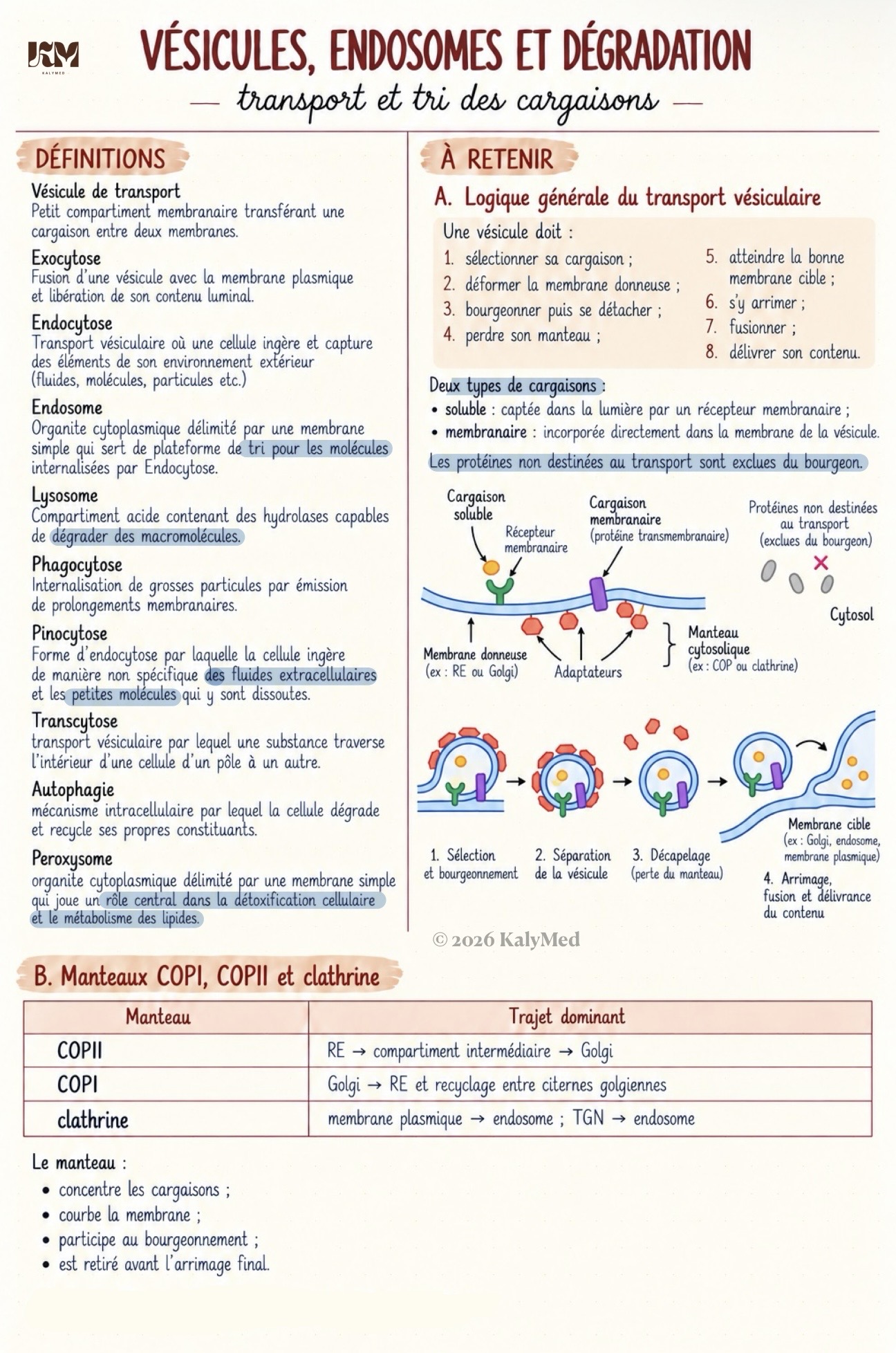 Première page — Vésicules, endosomes et dégradation